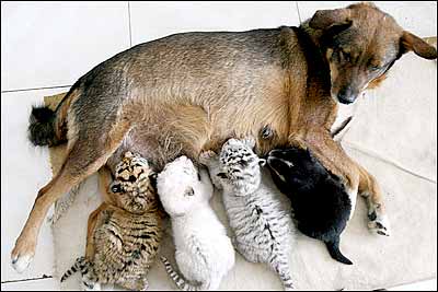 dog nurses tiger cubs