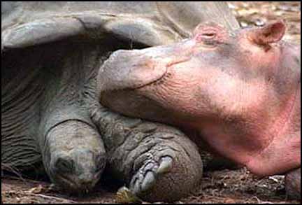 baby hippo and papa tortoise
