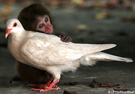 Monkey finds love with a pigon