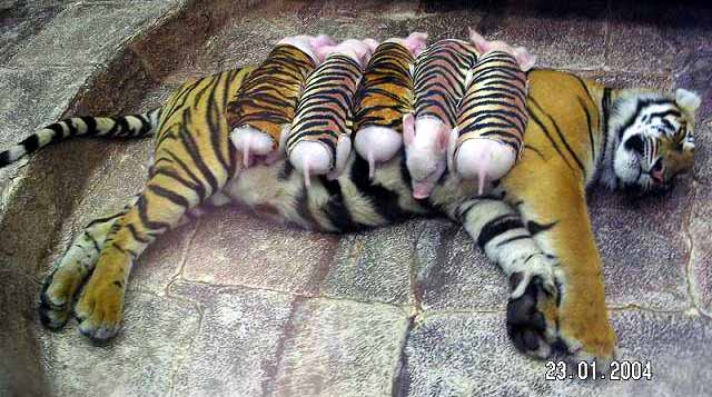 tiger piglets