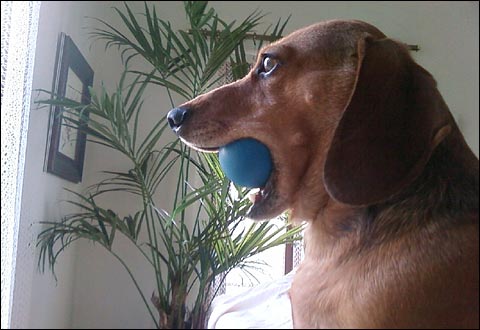 Dachsund Dog: Carl with his ball looking out the window 