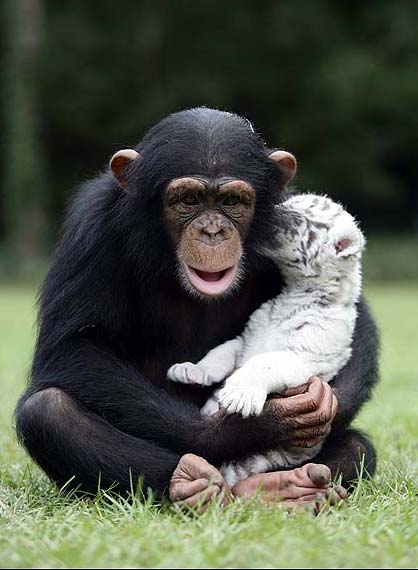 white tigers chimpanzee chimp