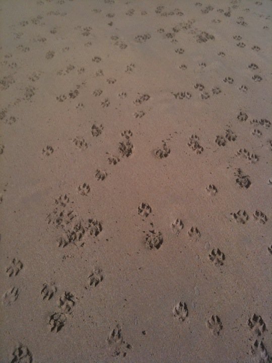 dog footprints pawprints kona vivor kony vive