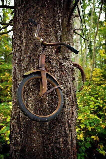 bike in tree
