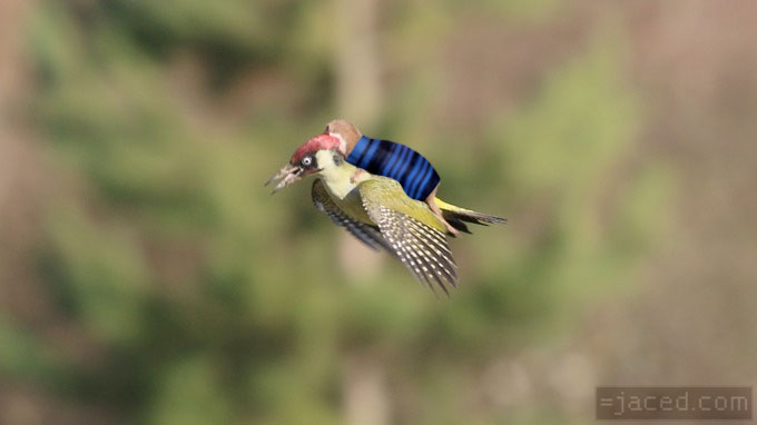weasel riding a woodpecker