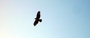 hawk at Griffith Park