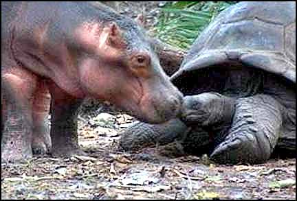 baby hippo and papa tortoise