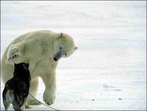 polar bear plays with huskies