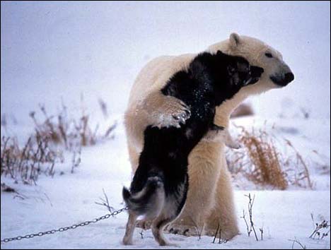 polar bear plays with huskies