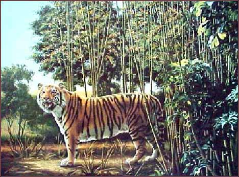 the hidden tiger illusion