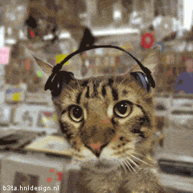 listening cats