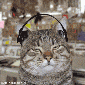 listening cats