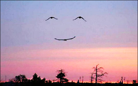 smile in the sky birds photo