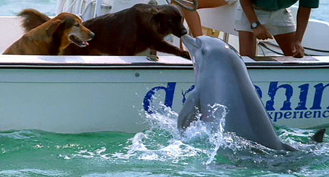dolphin and dogs