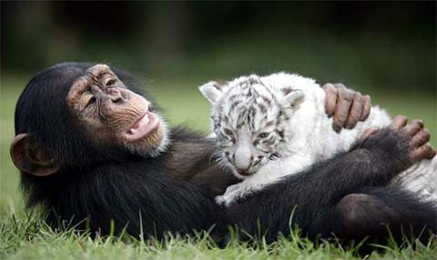 white tigers chimpanzee
