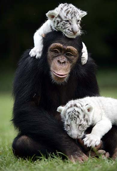 white tigers chimpanzee