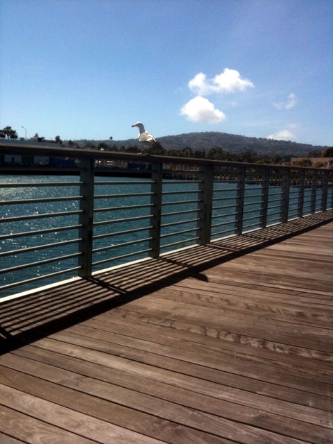 san pedro ca vincent thomas bridge boardwalk seagulls