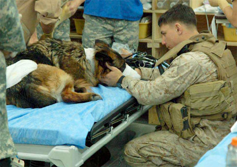 marine helping injured war dog
