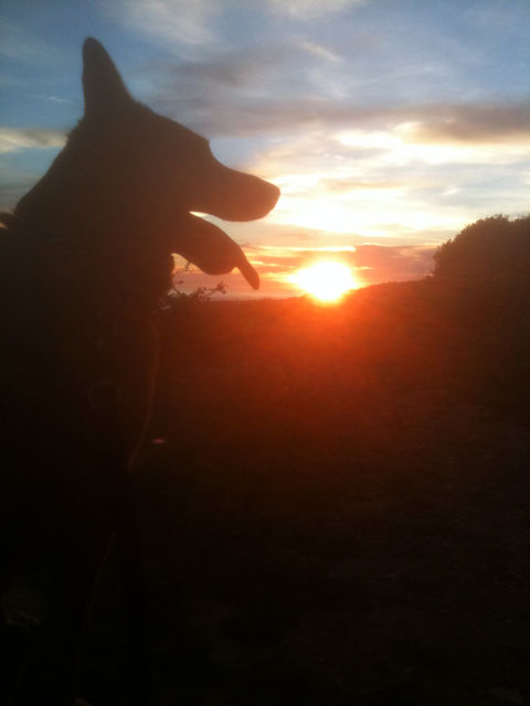 vivor sunset trumps ladera linda pirate trail cactus trail