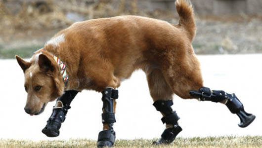 bionic dog with four prosthetic limbs
